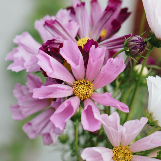 Cosmos bipinnatus 'Sea Shells Mix' (cosmea)