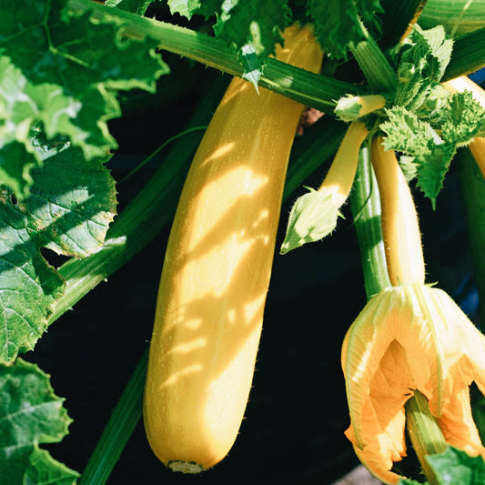 Zucchini 'Atena Polka'