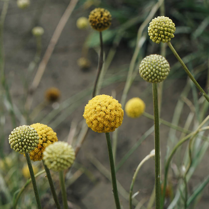 Craspedia globosa