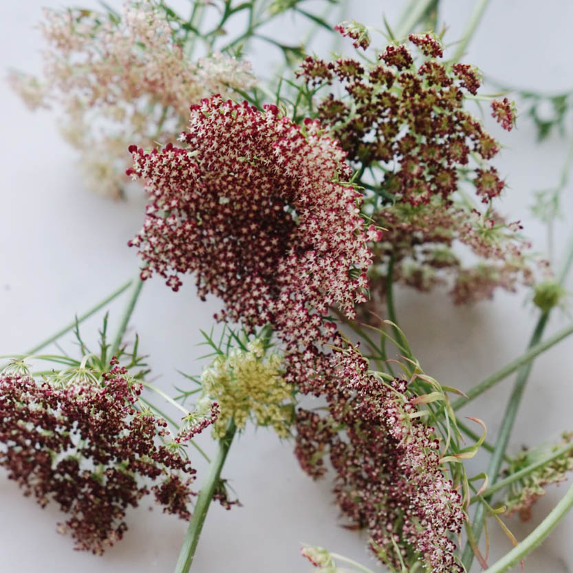 Daucus carota 'Dara' (wild carrot)