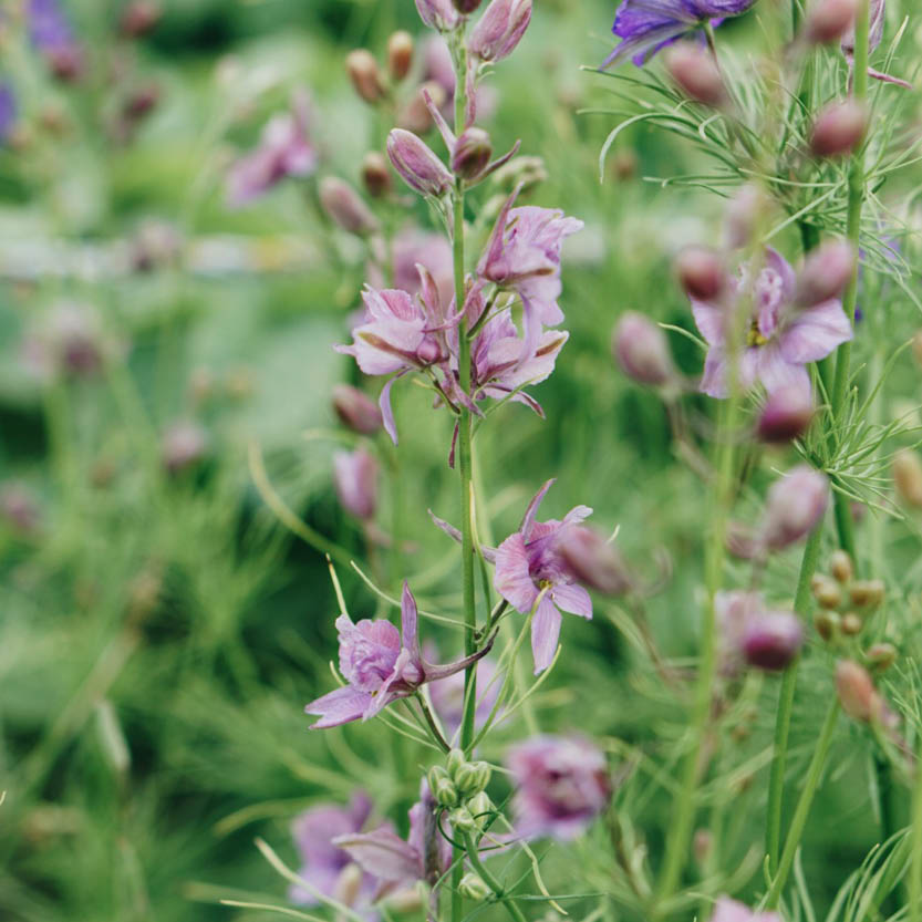 Delphinium consolida 'Misty Lavender' (larkspur)