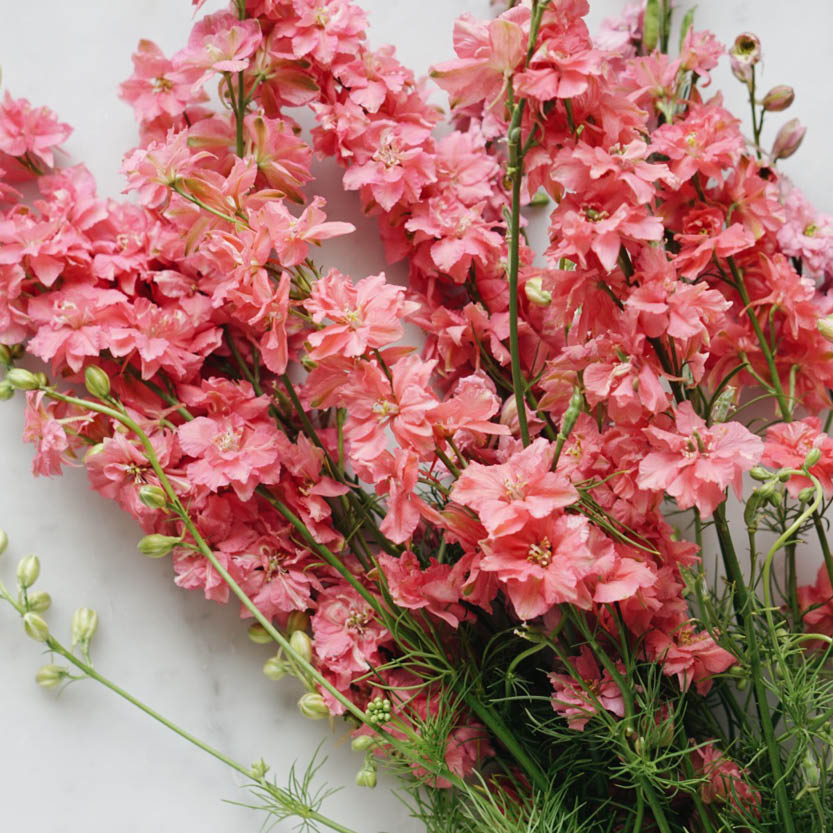 Delphinium consolida 'Salmon Beauty' (larkspur)