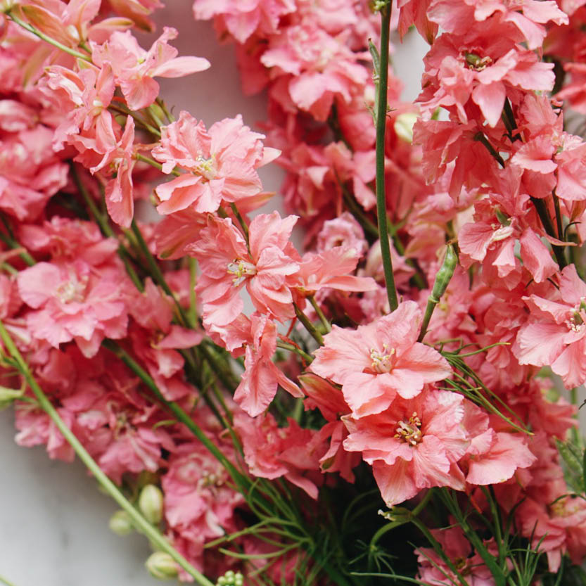 Delphinium consolida 'Salmon Beauty' (larkspur)