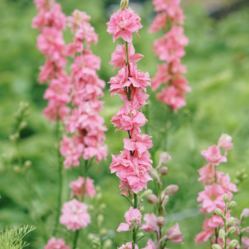 Delphinium consolida 'Salmon Beauty' (larkspur)