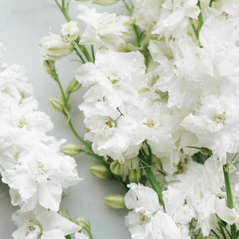 Delphinium consolida 'White Spire' (delphinium)