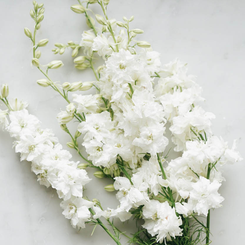 Delphinium consolida 'White Spire' (delphinium)