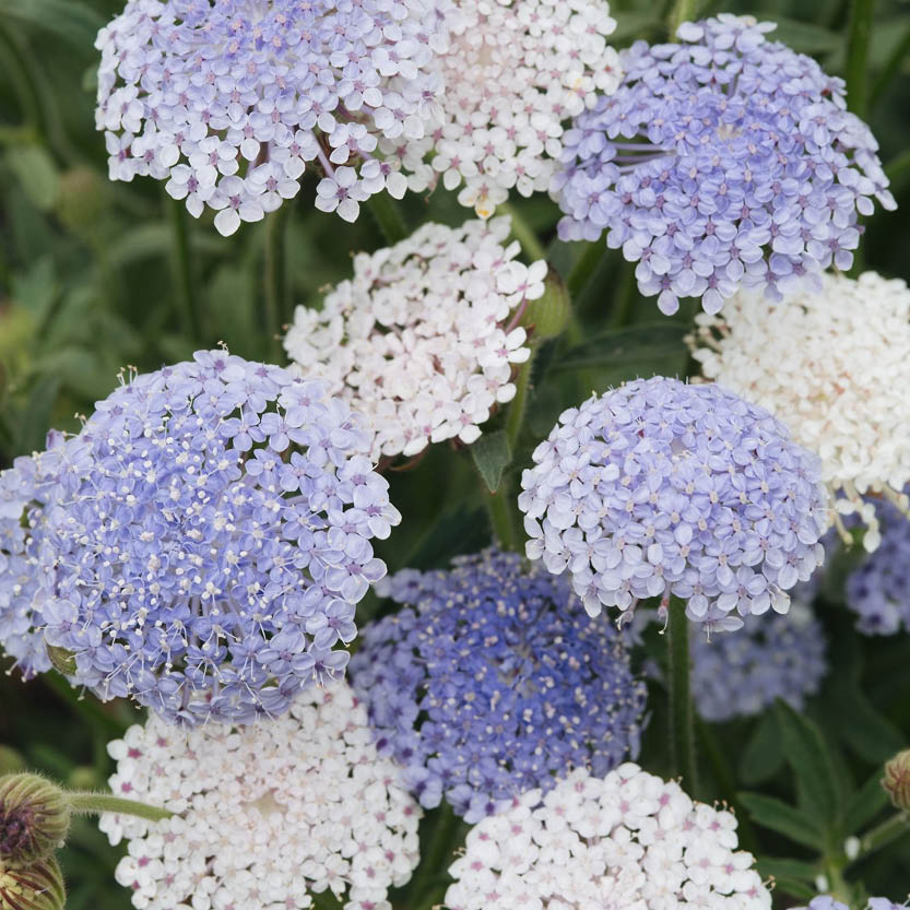 Didiscus caeruleus 'Lacy Mixed' (lace flower)