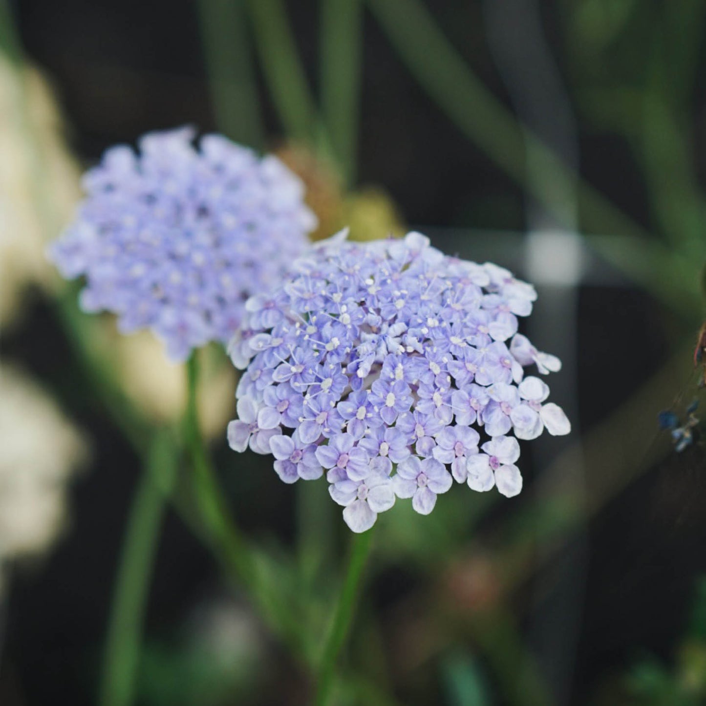 Didiscus caeruleus 'Lacy Mixed' (lace flower)