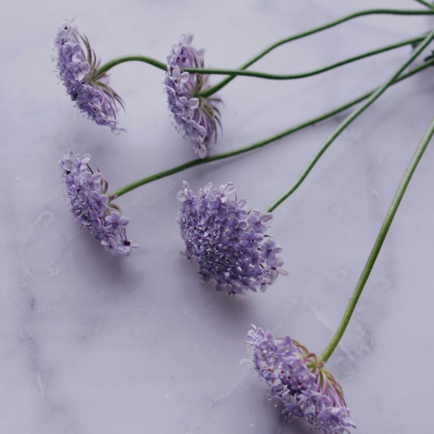 Didiscus caeruleus 'Lacy Mixed' (lace flower)