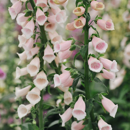 Digitalis purpurea 'Apricot Beauty' (Foxglove)