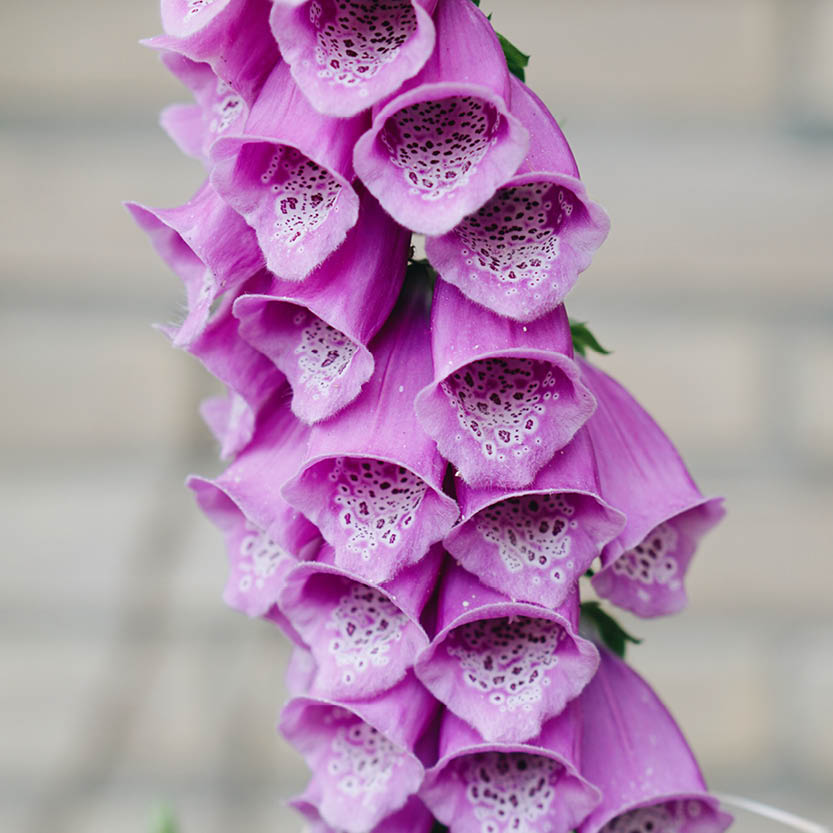 Digitalis purpurea (foxglove)