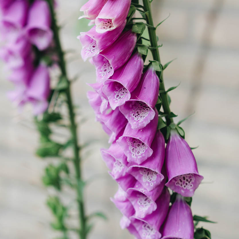 Digitalis purpurea (foxglove)