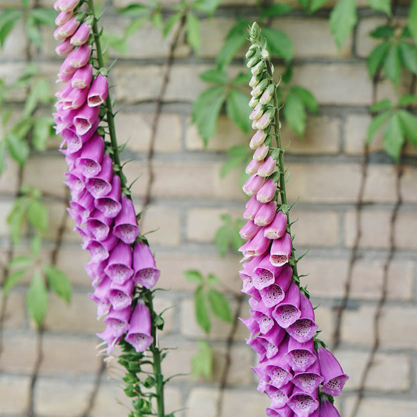 Digitalis purpurea (foxglove)