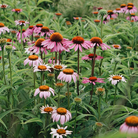 Echinacea purpurea 'Magnus' (sun hat)