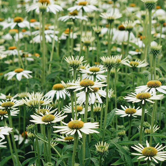 Echinacea purpurea 'White Swan' (sun hat)