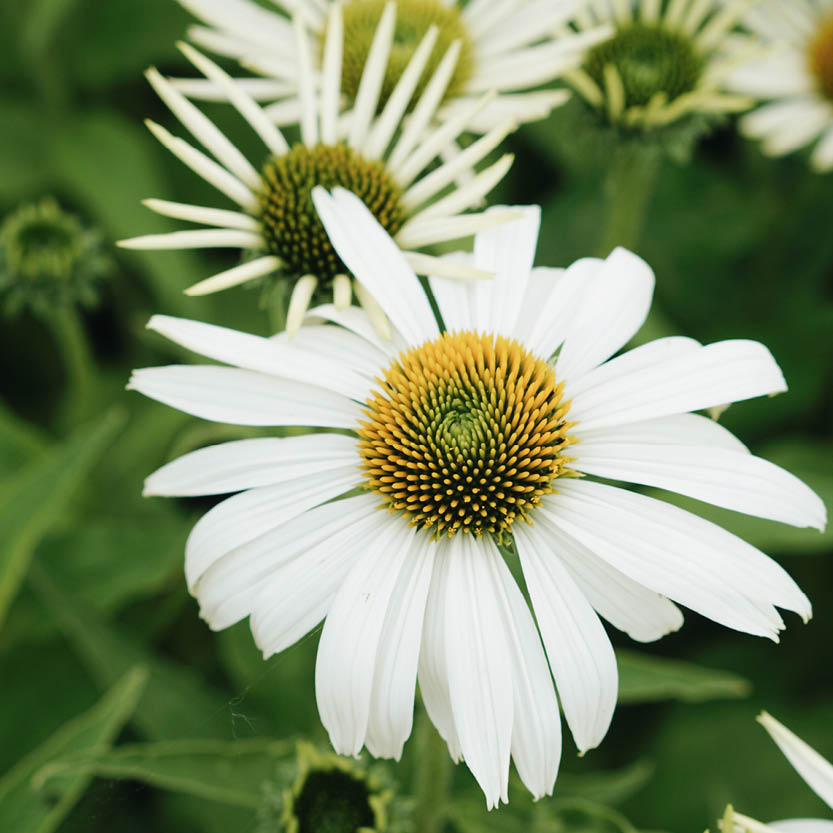 Echinacea purpurea 'White Swan' (sun hat)