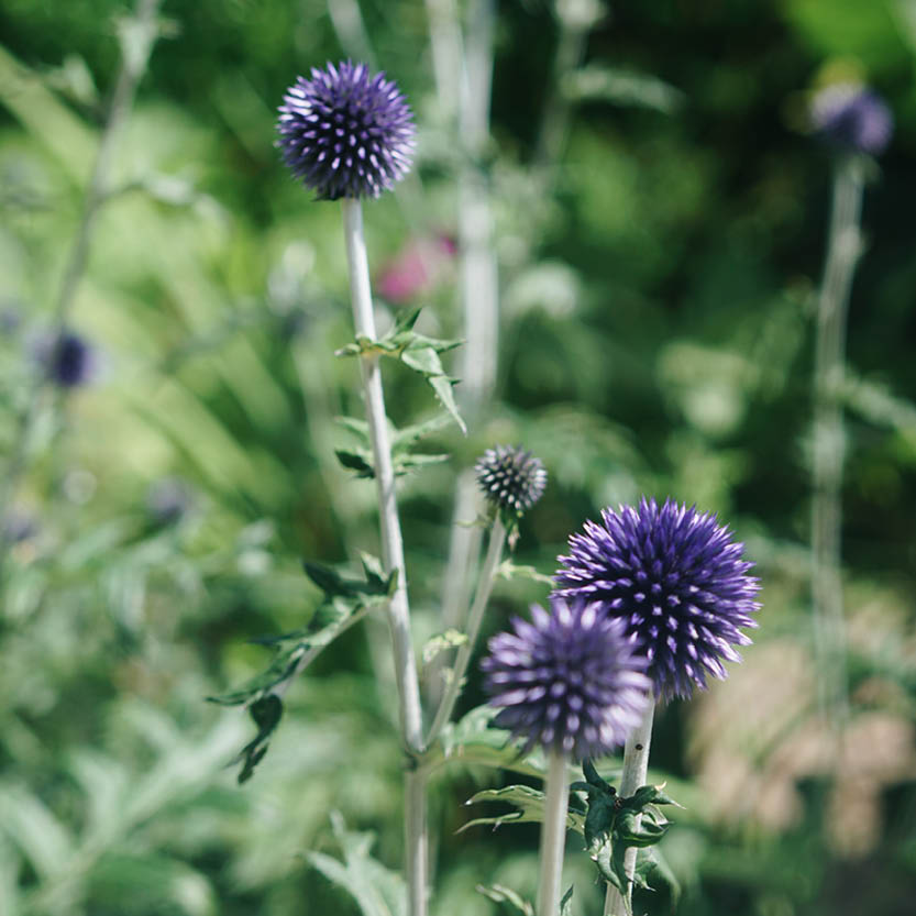 Echinops ritro (ball thistle)