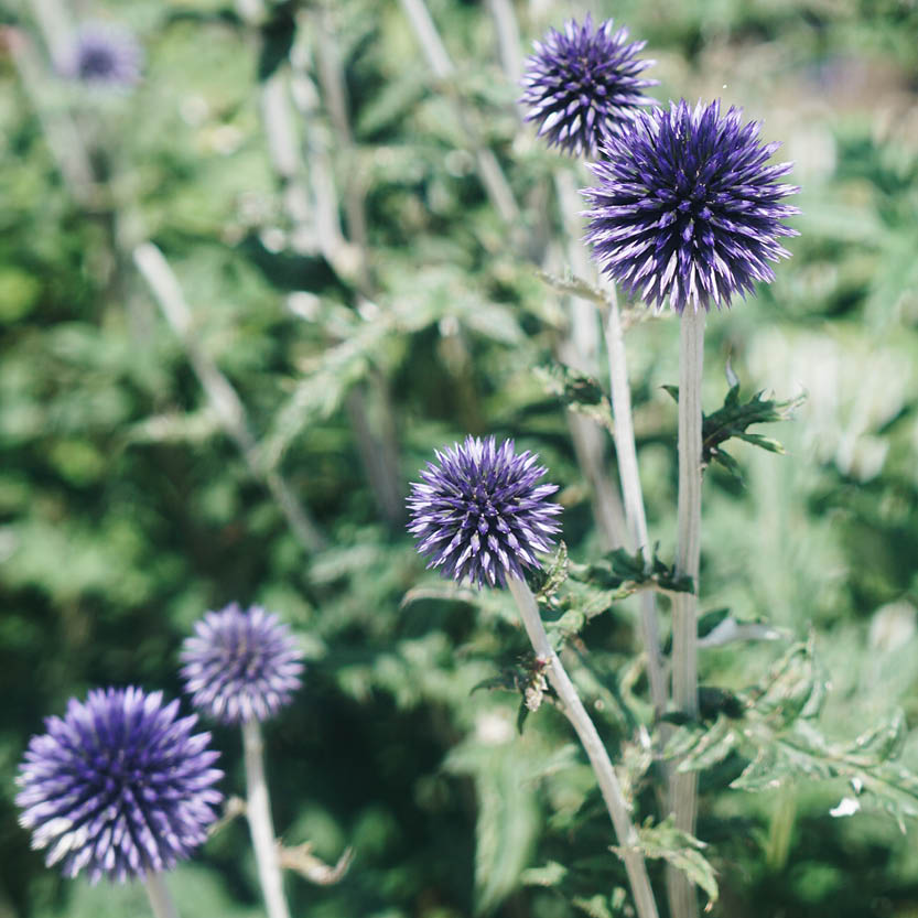 Echinops ritro (ball thistle)