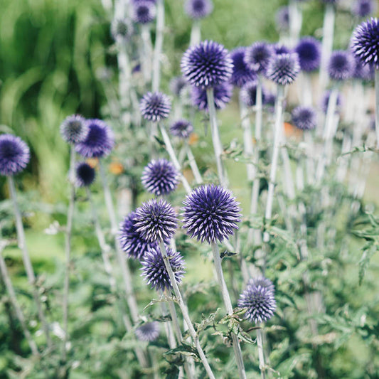 Echinops ritro (ball thistle)