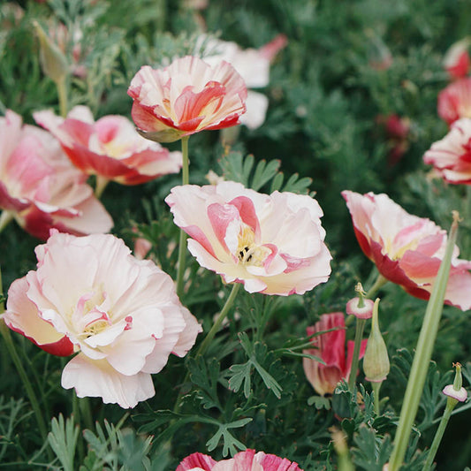 Eschscholzia californica 'Thai Silk Appleblossom' (nightcap)