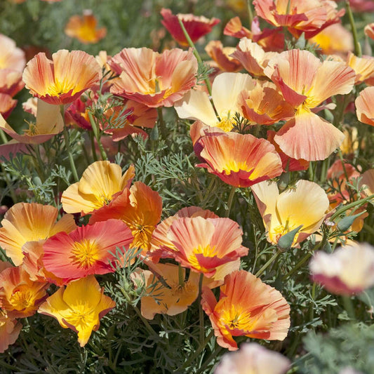 Eschscholzia californica 'Thai Silk Apricot Chiffon' (nightcap)