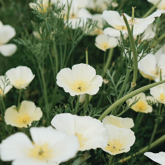 Eschscholzia californica 'Thai Silk Milkmaid' (nightcap)