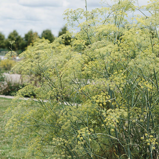 Foeniculum vulgare (fennel)