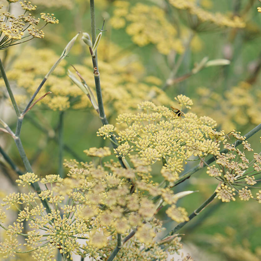 Foeniculum vulgare (fennel)