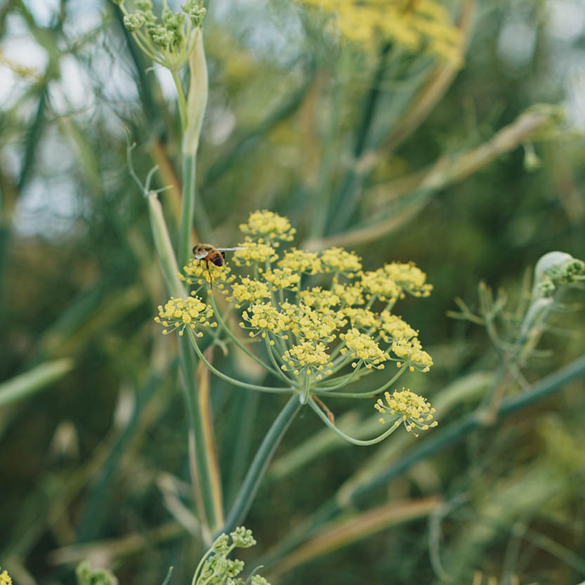 Foeniculum vulgare (fennel)