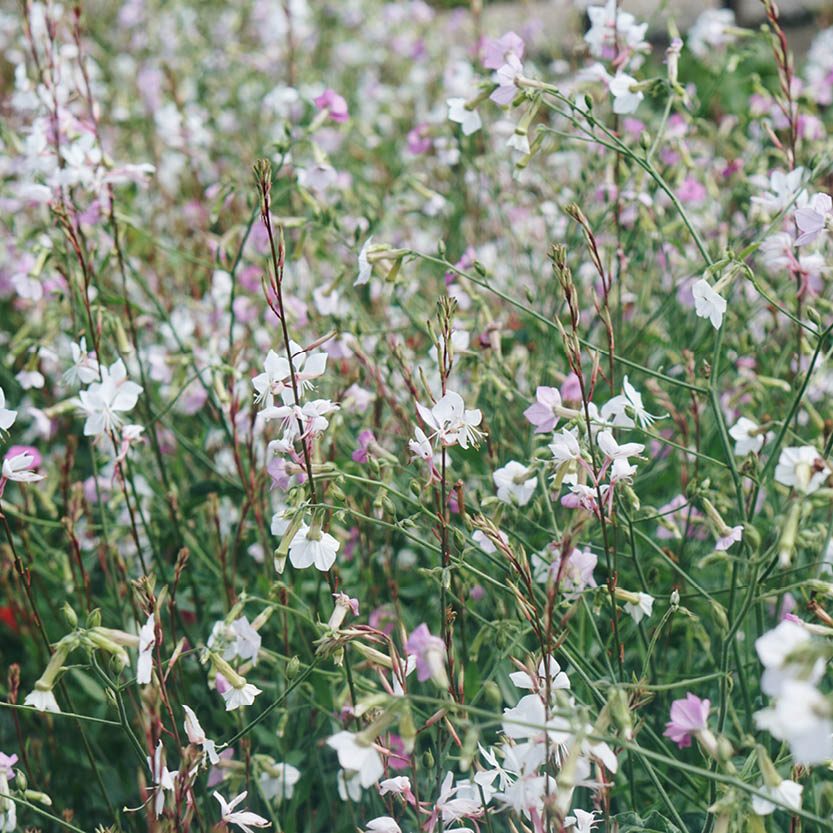 Gaura lindheimeri (beauty candle)