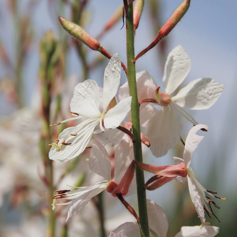 Gaura lindheimeri (beauty candle)