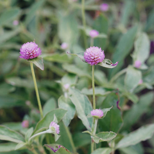 Gomphrena globosa 'Lilac' (ball amaranth)