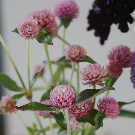 Gomphrena globosa 'Rose' (ball amaranth)