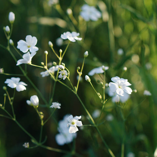 Gypsophila elegans 'Covent Garden' (gypsophila)