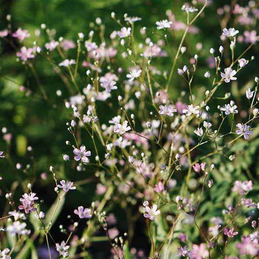 Gypsophila elegans 'Rosea' (gypsophila)