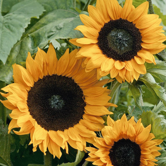 Helianthus annuus 'Copper Queen' (sunflower)