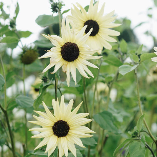 Helianthus debilis 'Italian White' (sunflower)