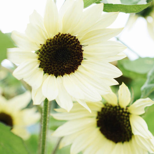 Helianthus annuus 'Buttercream' (sunflower)