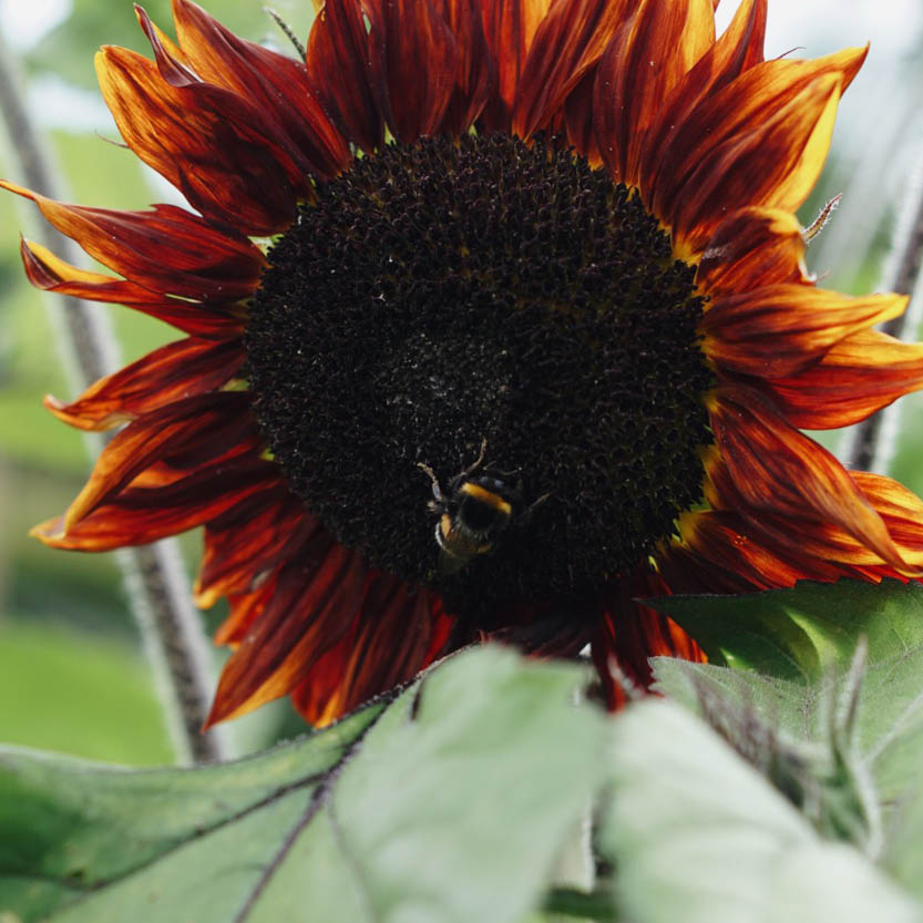 Helianthus annuus 'Shock o Lat' (sunflower)