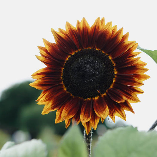 Helianthus annuus 'Shock o Lat' (sunflower)