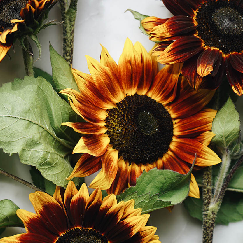 Helianthus annuus 'Shock o Lat' (sunflower)