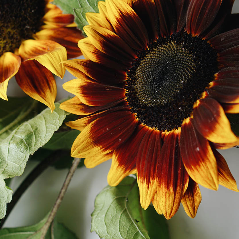 Helianthus annuus 'Shock o Lat' (sunflower)