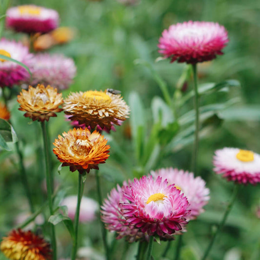 Helichrysum bracteatum 'Mixed' (straw flower)