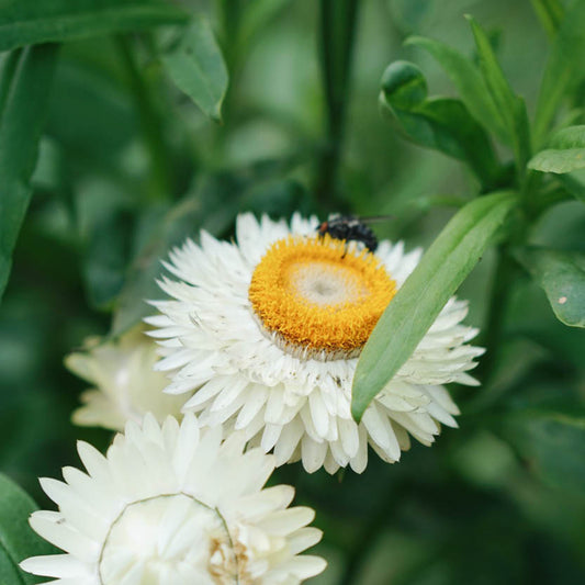 Helichrysum bracteatum 'White' (Straw flower)