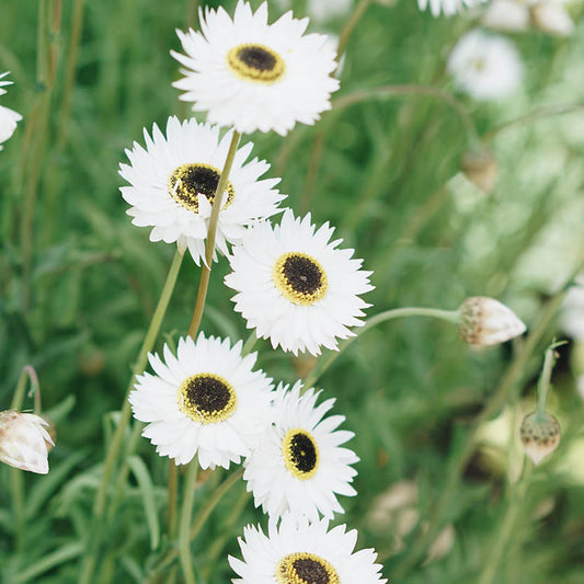 Helipterum roseum 'White' (sunflower)