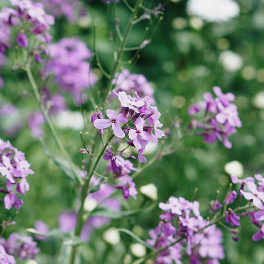 Hesperis matronalis 'Violet' (damask flower)