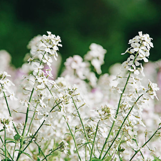 Hesperis matronalis 'White' (damask flower)