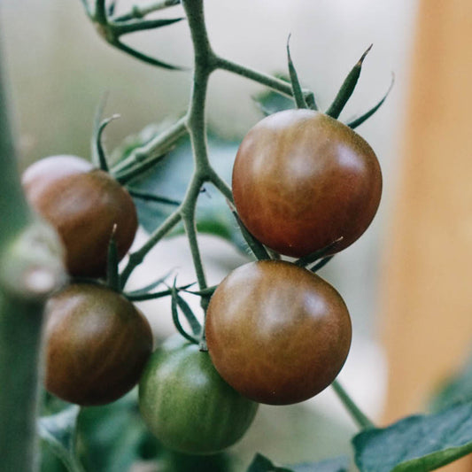 Cherry tomato 'Black Cherry'