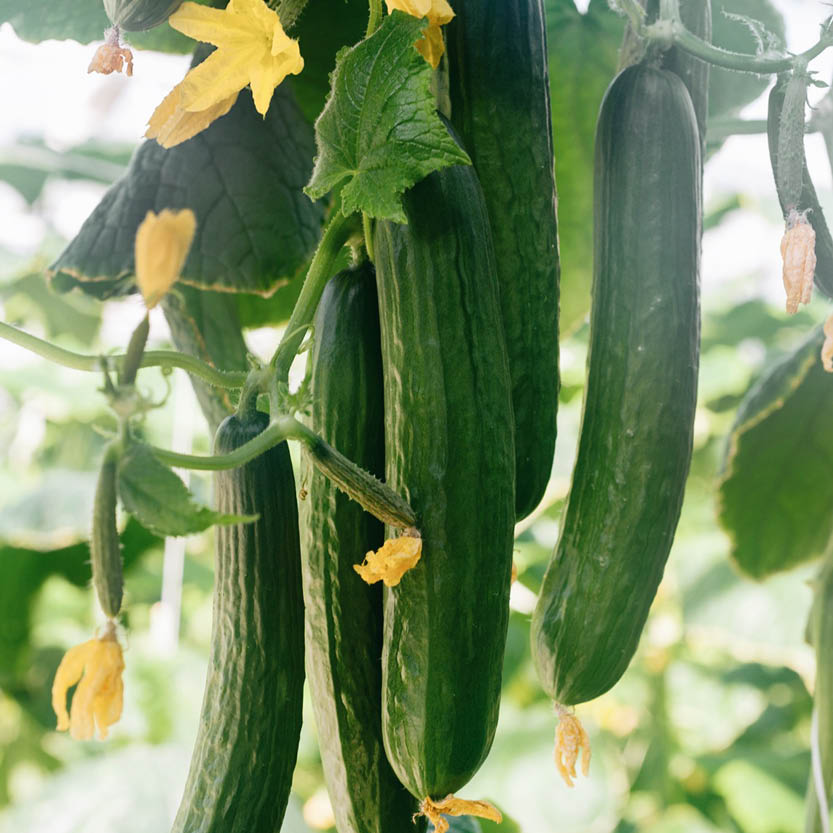 Cucumber 'Telegraph Improved' BIO