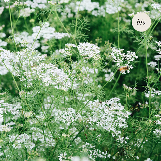 Coriander (Coriandrum sativum) BIO